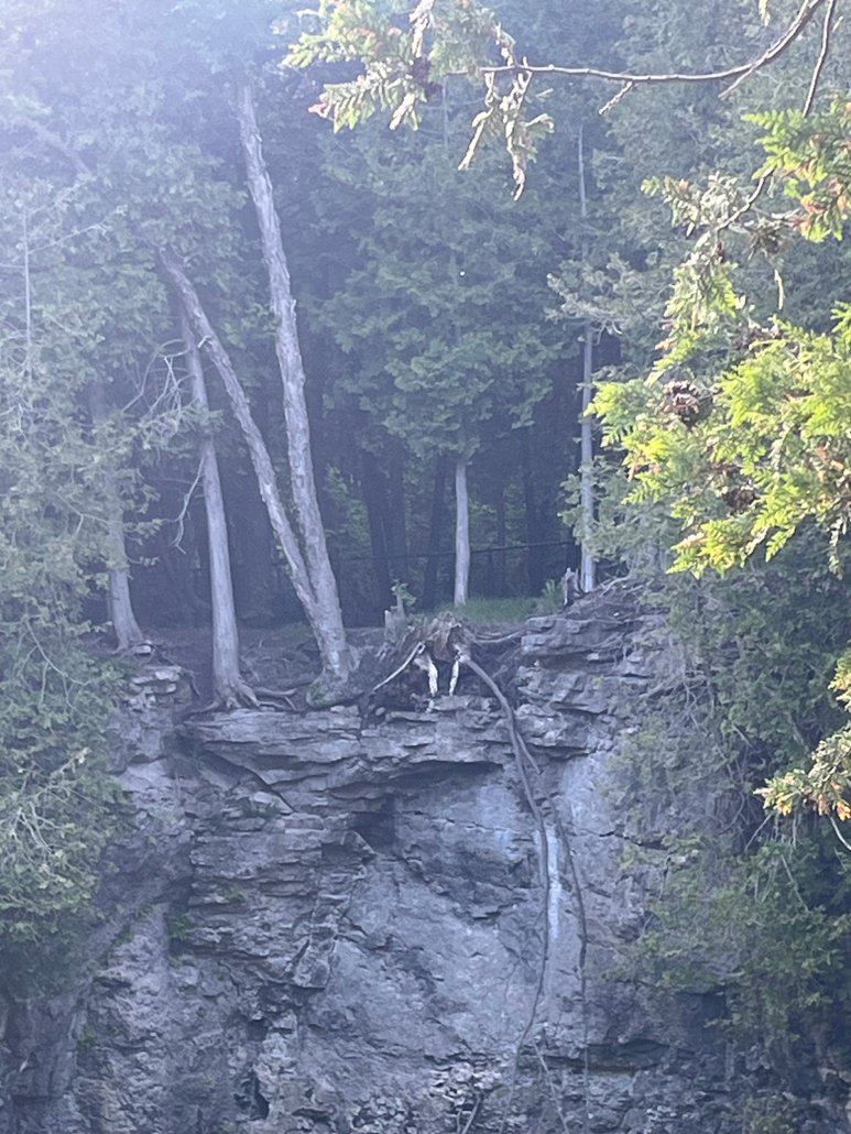 An opening in a forest above a cliff with a haunting, hazy light.