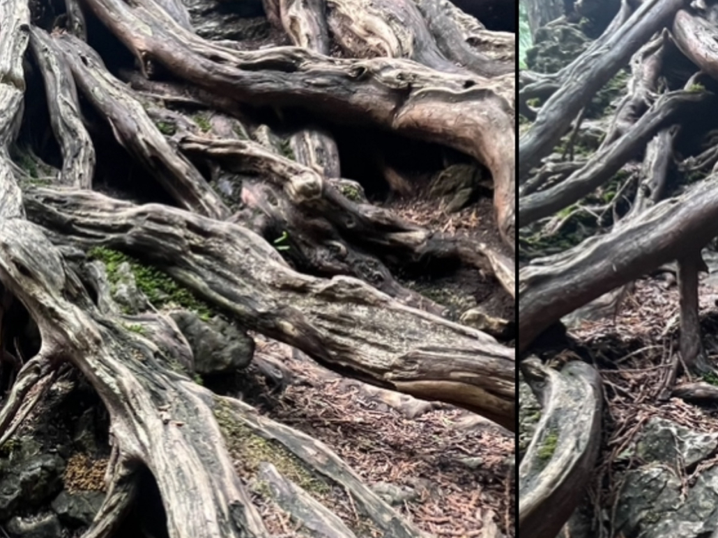 Tangled cedar roots in two views