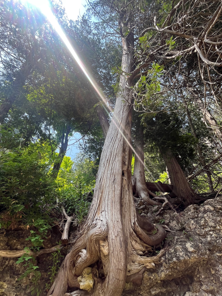Tangled cedar tree with sun slanting in amid a forest backdrop.